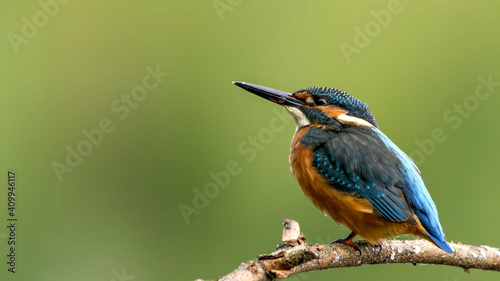 Photo common kingfisher perched on branch