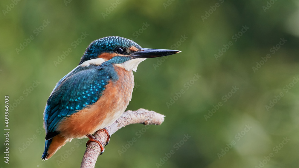 common kingfisher perched on branch common kingfisher perched on branch