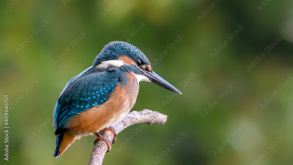 Fototapeta premium common kingfisher perched on branch