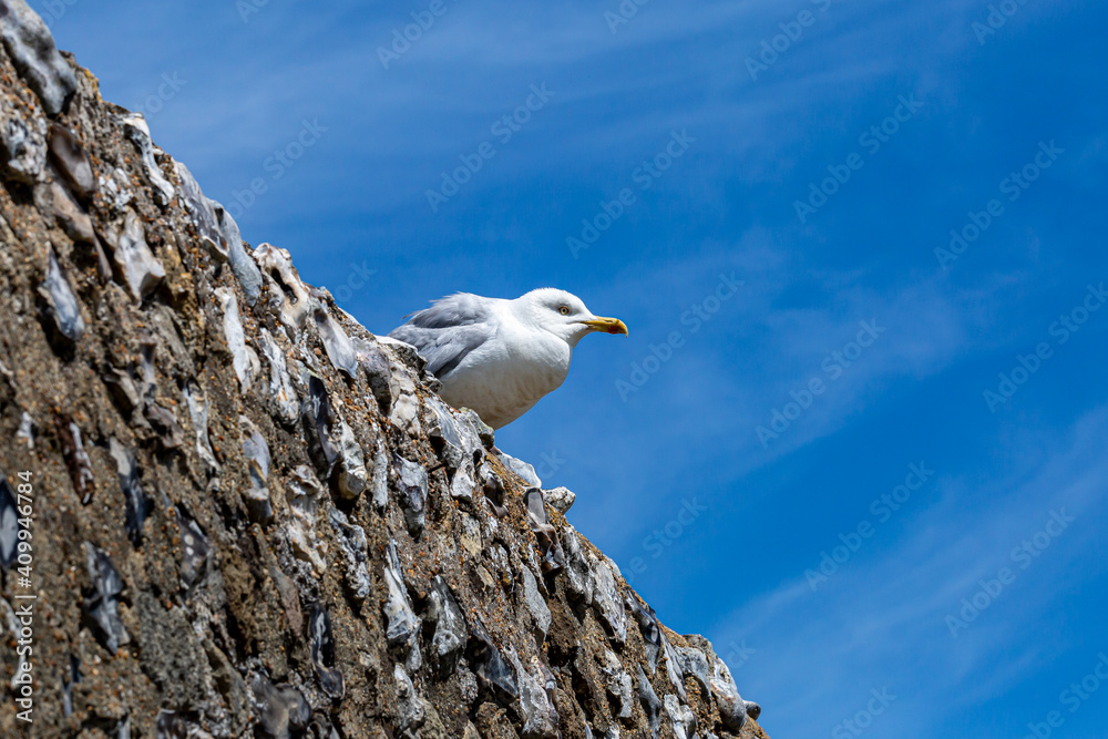 Low angle view of a seagull on a flint wall with a blue sky behind Low angle view of a seagull on a flint wall with a blue sky behind