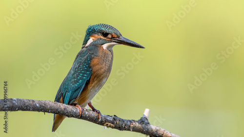 common kingfisher perched on branch