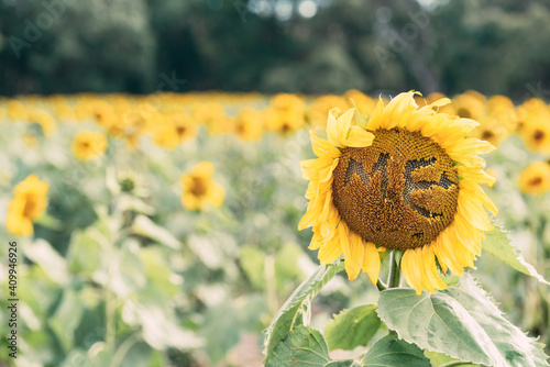 Word ME formed on blooming yellow sunflower growing in field in summer day in countryside for natural backgrounds and cards photo