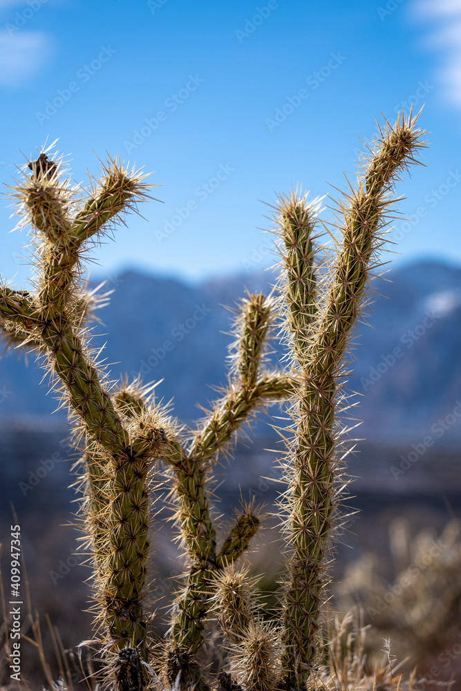 Fototapeta premium Fossil Ridge