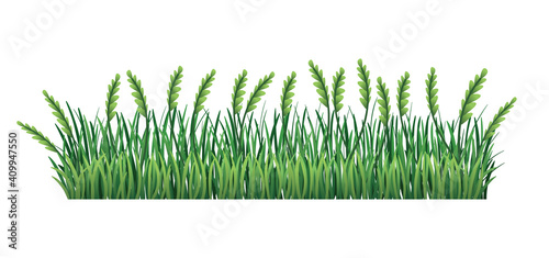 Green grass border. Fresh green spikelet and branches grass leaves. Isolated on transparent background. Illustration for use as design element