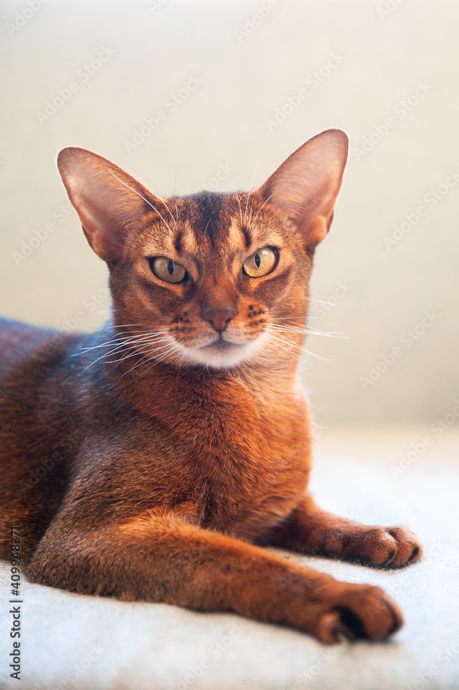 Close-up portrait  cute Abyssinian  cat front view, and looking at the camera