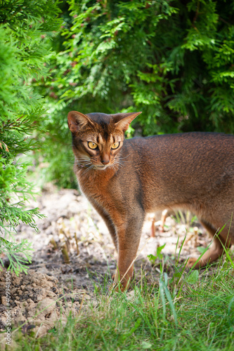 Abyssinian cat in collar, walking in juicy green grass. High quality advertising stock photo. Pets walking in the summer, space for text