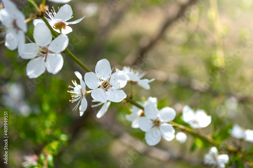 White flowers of plum cherry plum on a branch. © ORebrik