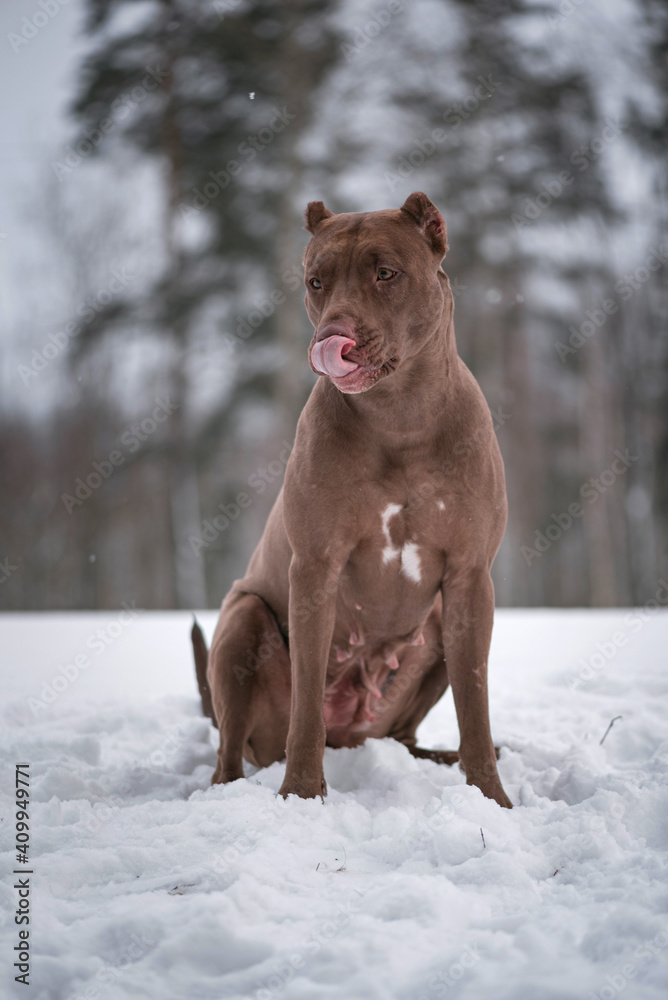 Portrait of an American Pit Bull Terrier in the winter forest.