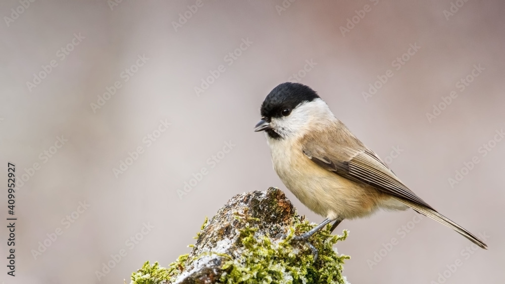Naklejka premium Marsh Tit sitting on a stick. Marsh Tit on a moss.