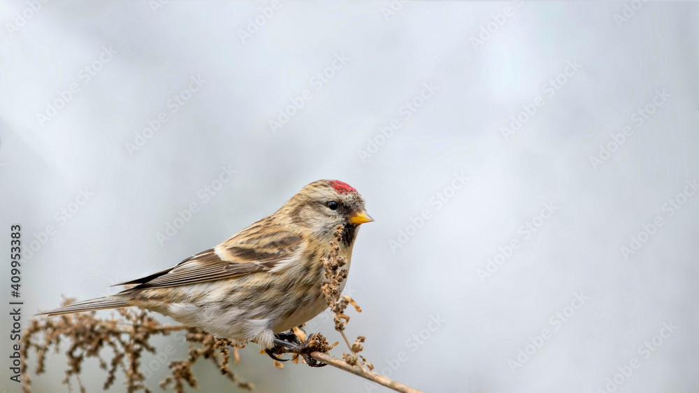 Acanthis flammea cabaret. Male Common Redpoll. Acanthis flammea cabaret. Male Common Redpoll.
