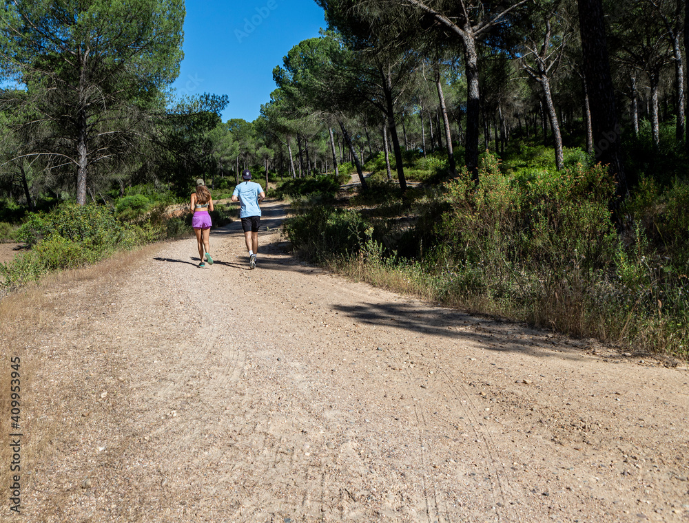 Fototapeta premium Pine forest sport 3