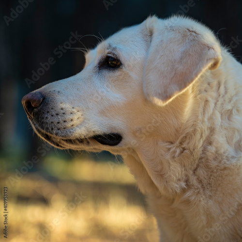 HEAD OF A WHITE LABRADOR RETRIEVER DOG WITH THE BACKGROUND OUT OF FOCUS IN A NATURAL ENVIRONMENT