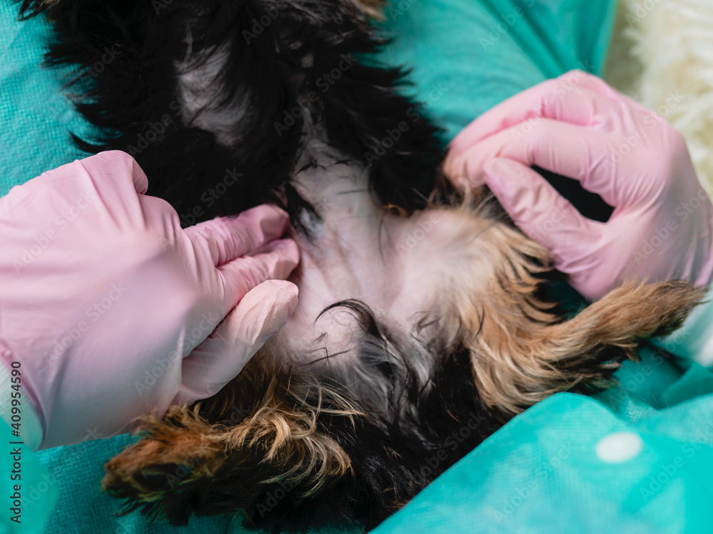 The family veterinarian palpates the belly of a small puppy. Digestive ...
