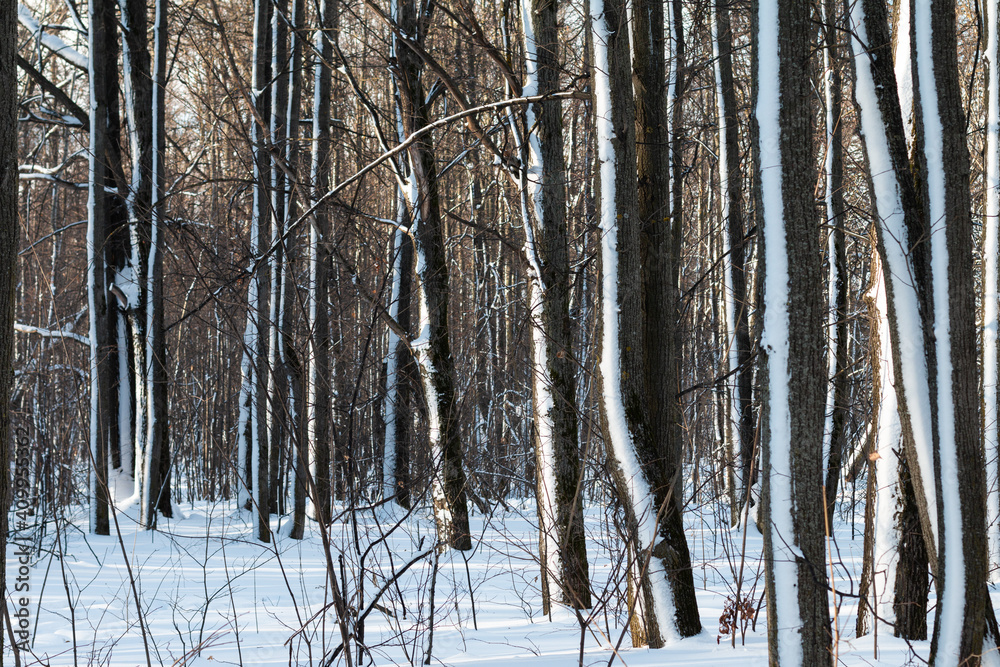 Fototapeta premium light and shadow in the snowy forest with thin trees