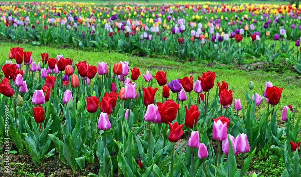 Blooming tulips of various colors and species grown in a park in Tuscany, Italy