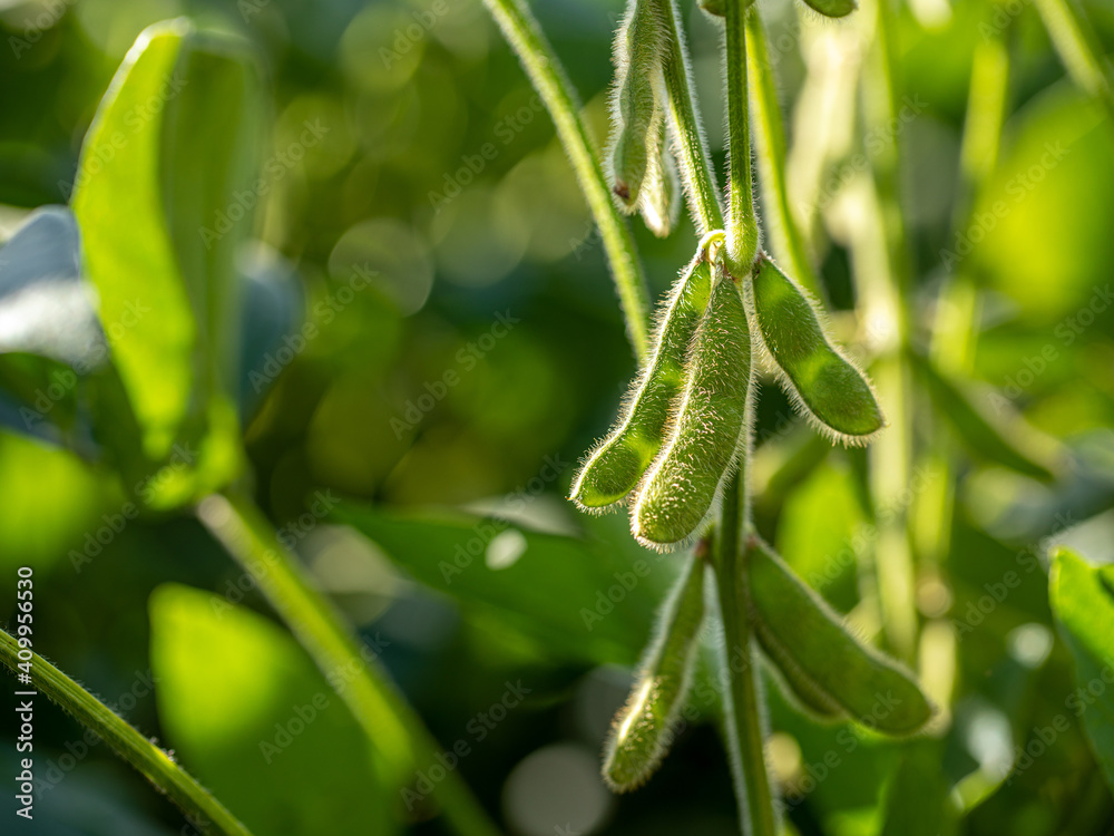 soy plantation with sky on the horizon and macro details soy plantation with sky on the horizon and macro details