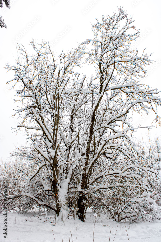Snow-covered tree. Winter forest landscape