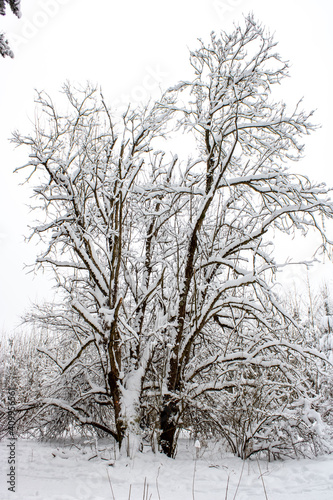 Snow-covered tree. Winter forest landscape