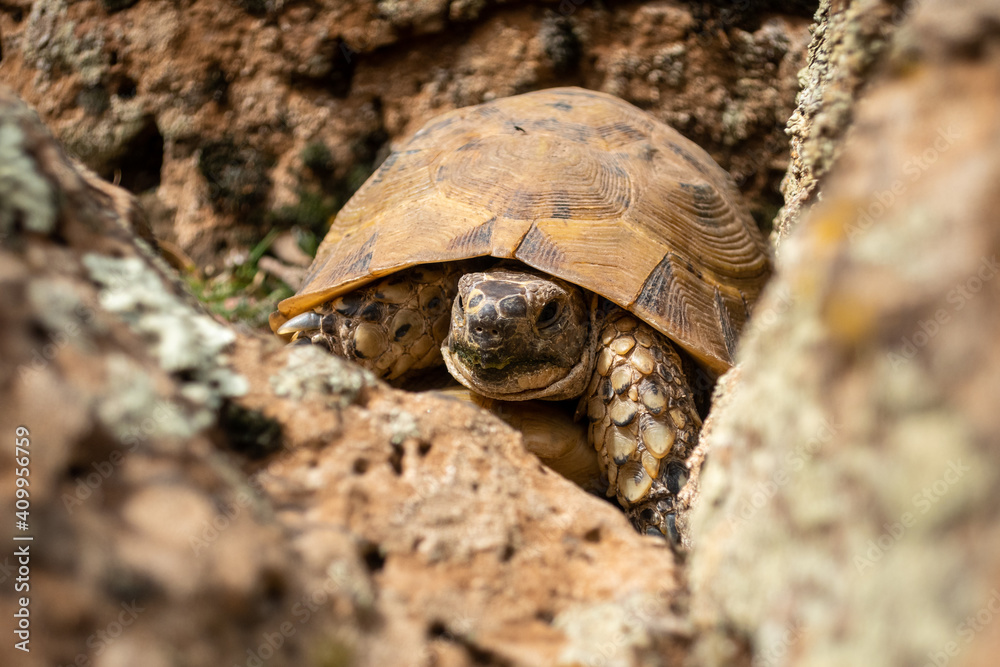 Obraz premium turtle on the stone