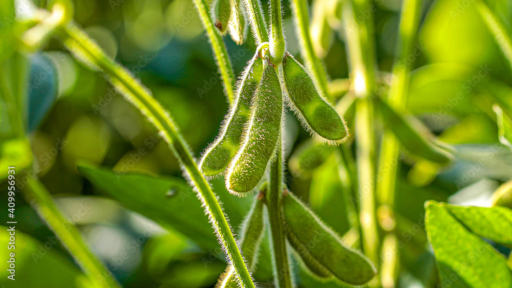 soy plantation with sky on the horizon and macro details soy plantation with sky on the horizon and macro details