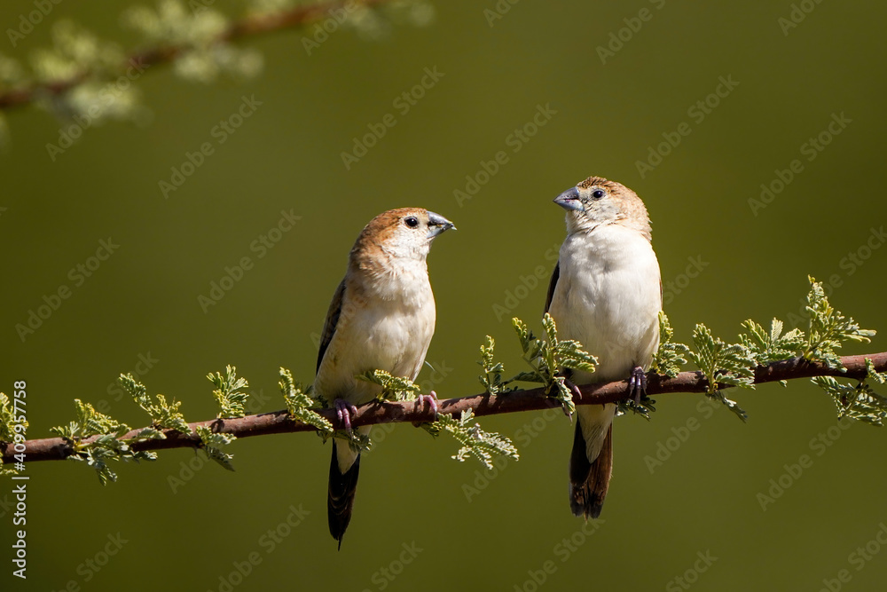 Obraz premium Indian Silverbill perched on an Acacia tree branch 