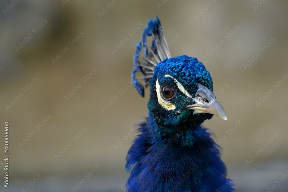Head of male peacock, called also Indian or common peafowl, in Latin Pavo cristatus. It is close-up view, the head is slightly turned to side, with a lot of copy space on the background. Head of male peacock, called also Indian or common peafowl, in Latin Pavo cristatus. It is close-up view, the head is slightly turned to side, with a lot of copy space on the background.