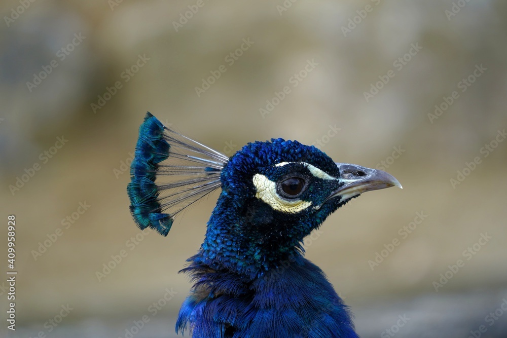 Head of male peacock, called also Indian or common peafowl, in Latin Pavo cristatus. It is close-up lateral view, with a lot of copy space on the background.