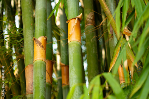 tropical bamboo in nature,foliage bamboo tree natural background.Natural bamboo trees have a light to the side and copy space.