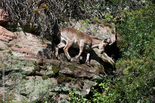 Iberian wild goat or Spanish ibex standing on rocky slope with green moss in mountains in summer day photo