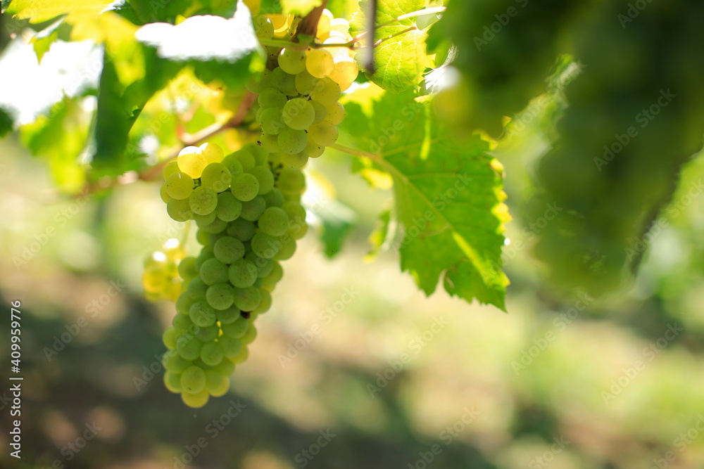 Fototapeta premium uva