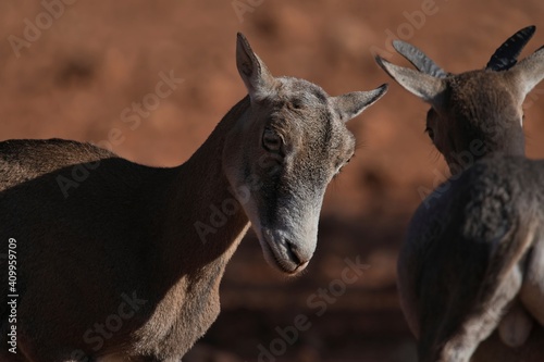 Side view of wild female mouflon sheep standing in natural habitat on sunny day and looking away photo