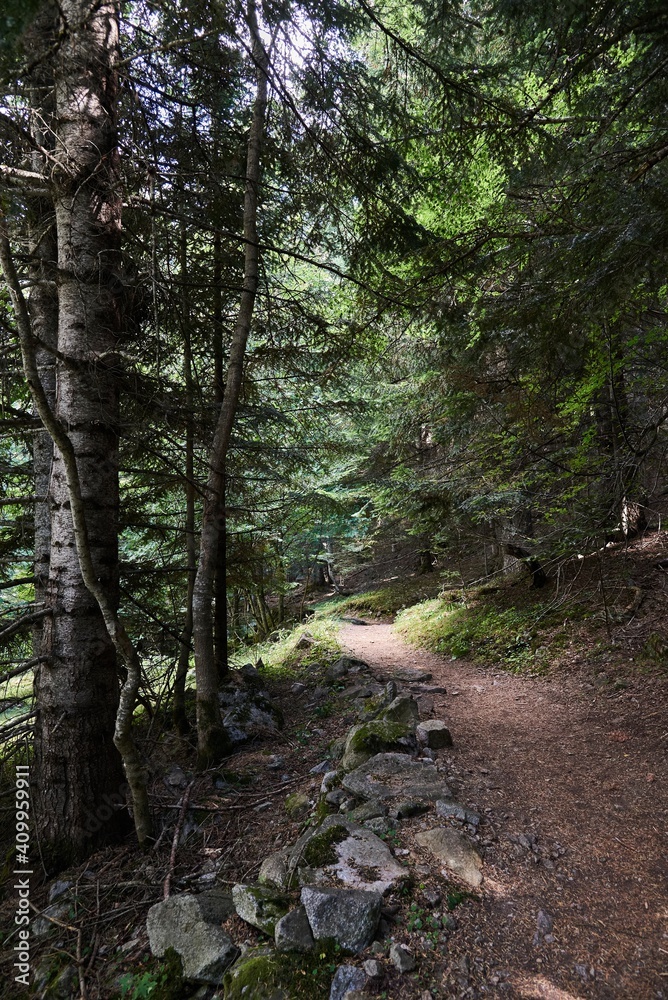 Summer landscape of green forest with narrow trail passing among tall trees Summer landscape of green forest with narrow trail passing among tall trees