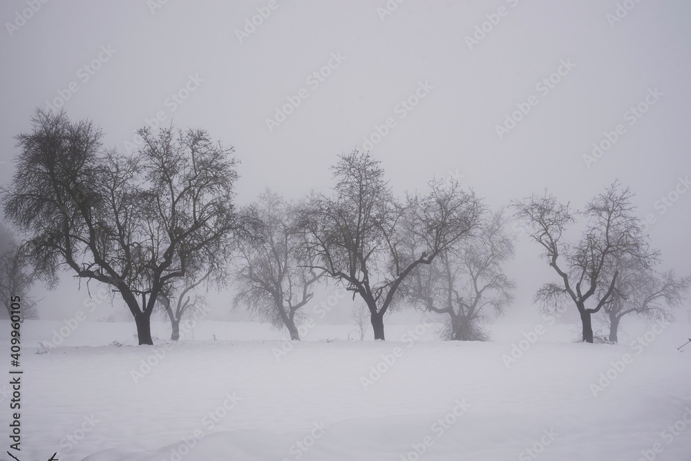 Scenery of leafless trees growing in row on snowy ground on misty day in winter Scenery of leafless trees growing in row on snowy ground on misty day in winter