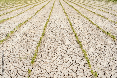 Rows of green seedlings growing in dried cracked waterless soil in agricultural field during drought