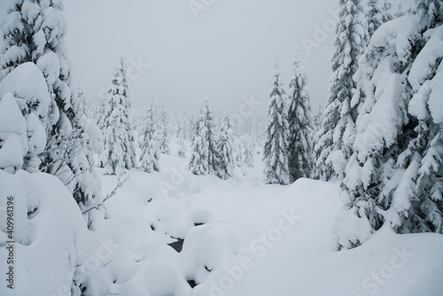 winter landscape of Jizera mountains, scenery covered by fresh powder snow, beautiful view on the snowy trees and the stream