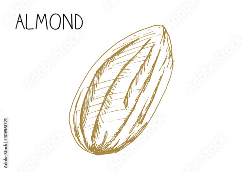 Almond on a white background hand-drawn vector illustration