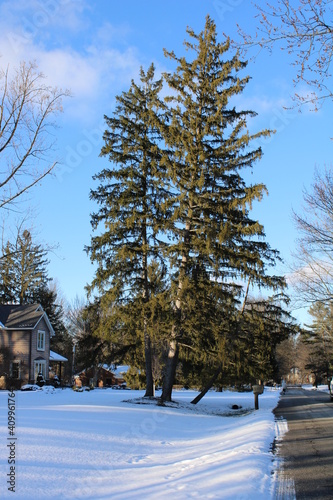 Two Friendly Leaning Pine Trees 