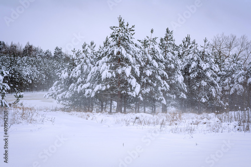 Wallpaper Mural Fir tree in a mountain forest covered by snow. Winter landscape background. Gloomy overcast winter day in coniferous forest Torontodigital.ca