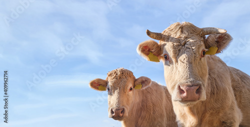 Two light brown cows staring at the camera. Morning pasture, copy space.  © Vitezslav Vylicil