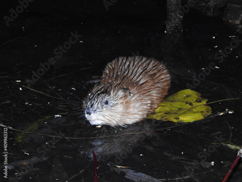 Muskrat and yellow leaf