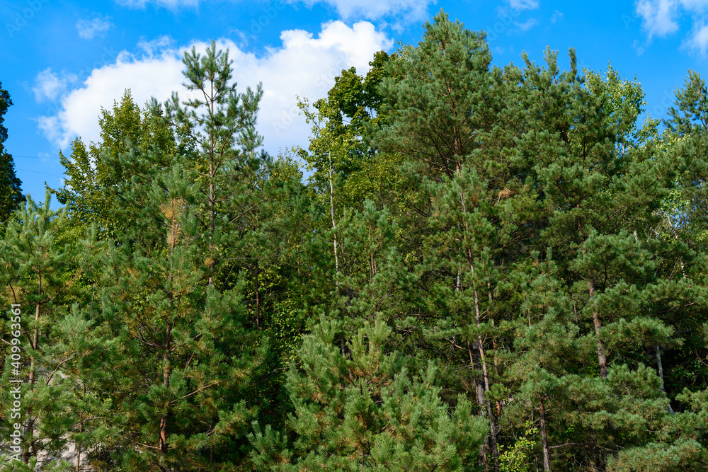 Summer forest with young birches and silky grass. Summer forest with young birches and silky grass.
