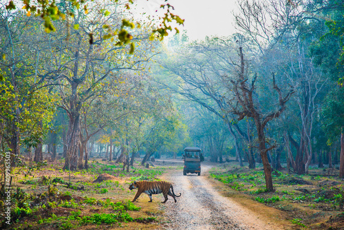 Tiger walking early morning.Hunting time.The image was taken in Nagarahole forest, Karnataka, India. photo