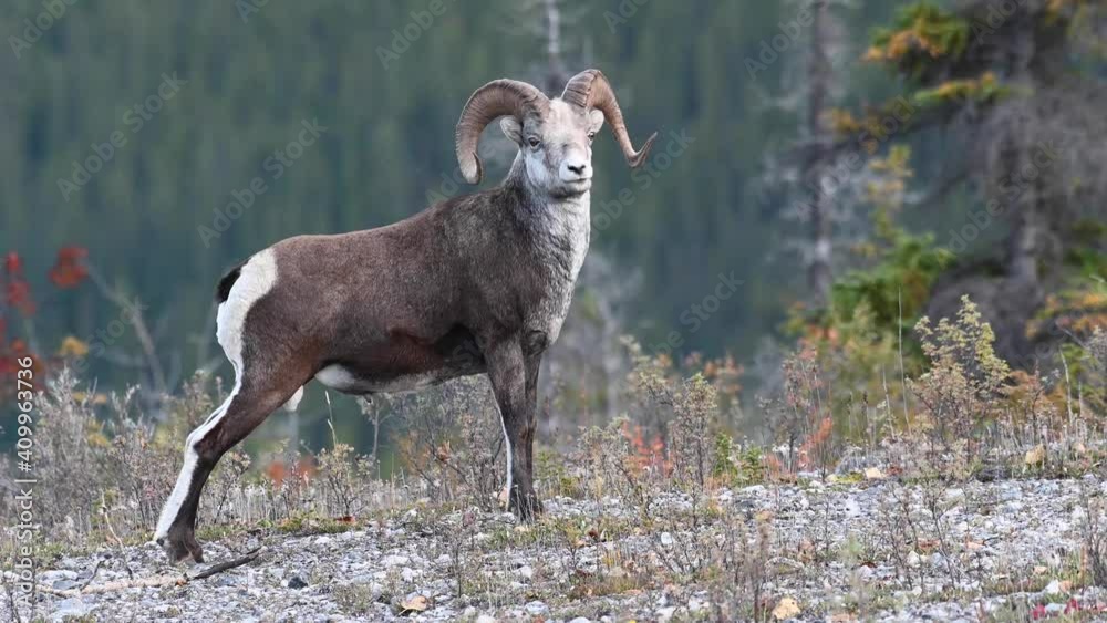 Stone sheep in the Canadian wilderness Stone sheep in the Canadian wilderness