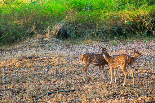 A Deer in Nagarahole National Park in India photo