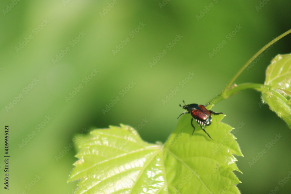bug on green leaf bug on green leaf
