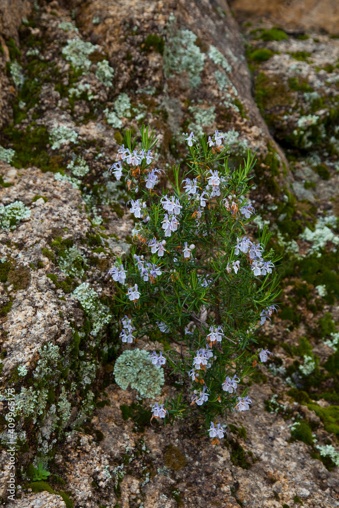 Romero en flor, Parque Natural Sierra de Andújar, Jaen, Andalucía, España Romero en flor, Parque Natural Sierra de Andújar, Jaen, Andalucía, España