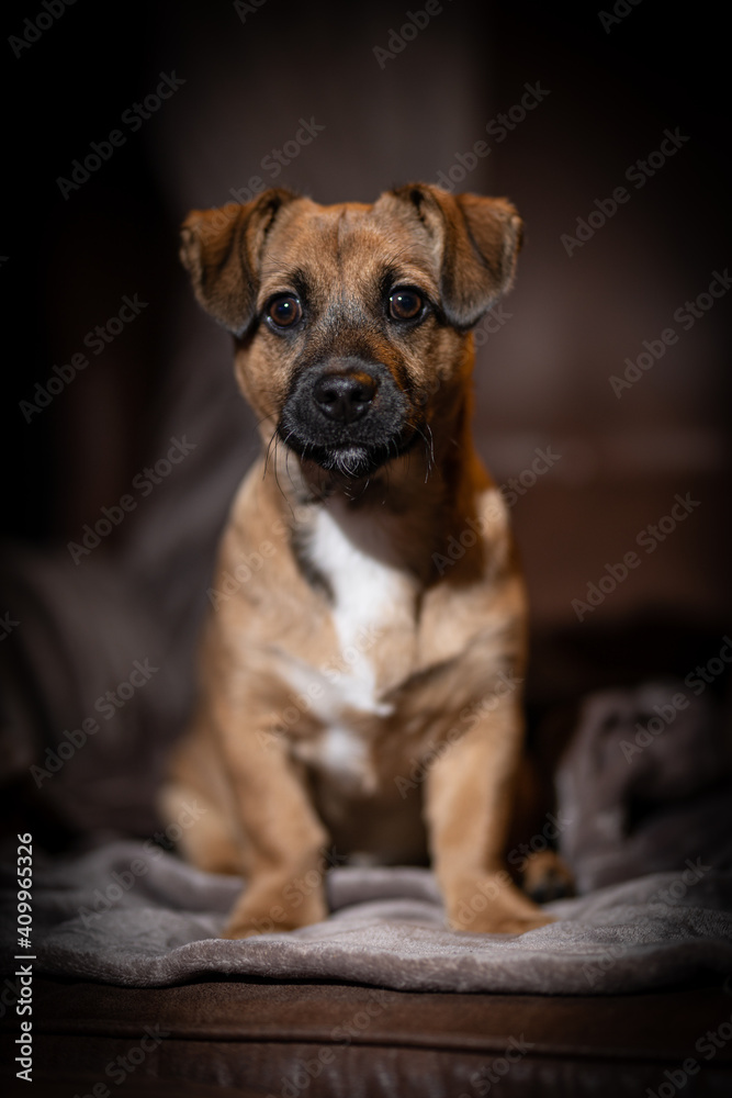 Obraz premium Hundeblick