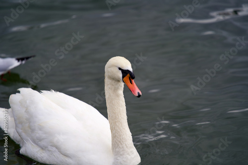 White swan on the lake Zurich, Switzerland.