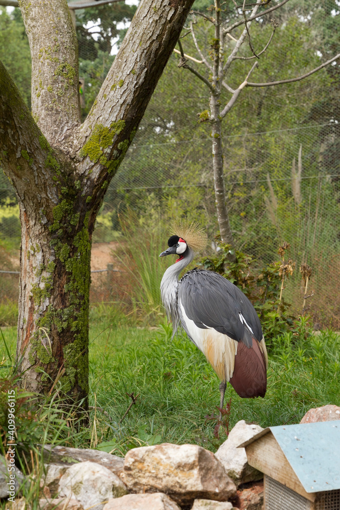 Fototapeta premium Gruidae bird at zoo park from Portugal