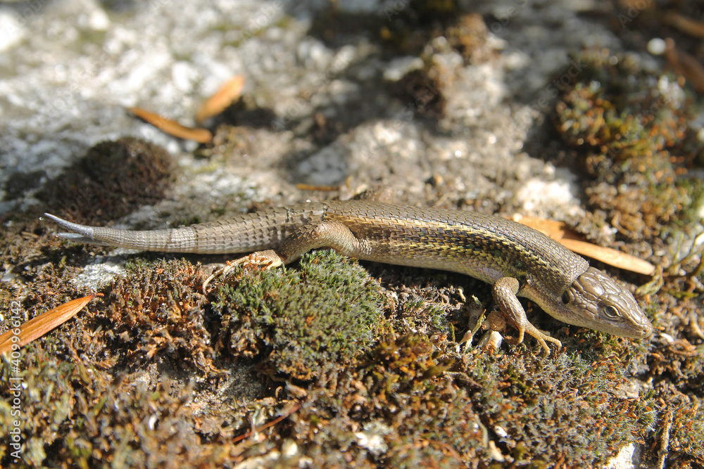 Obraz premium A adult specimen of Large psammodromus or Algerian sand racer (Psammodromus algirus) with forked tail. Is a species of lizard in the family Lacertidae endemic to western Europe and northwestern Africa